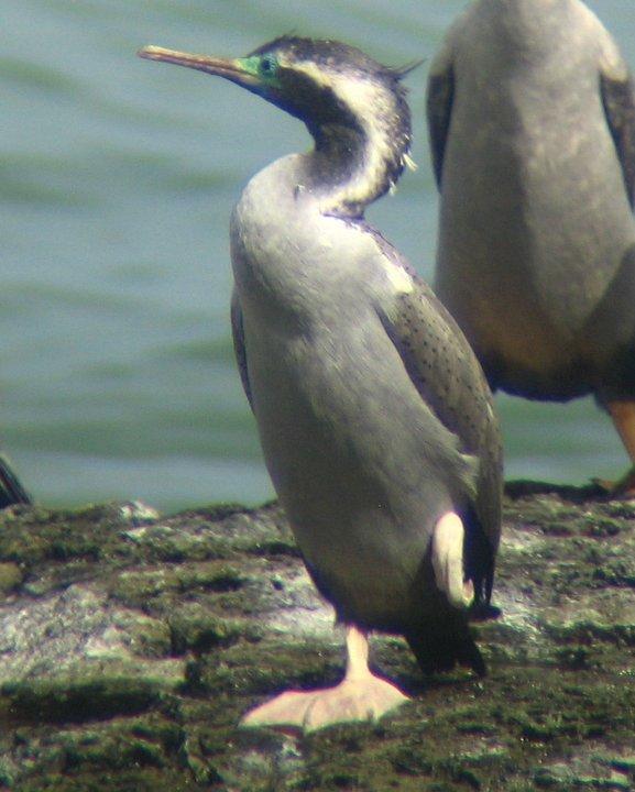 Spotted Shag Photo by Mat Gilfedder
