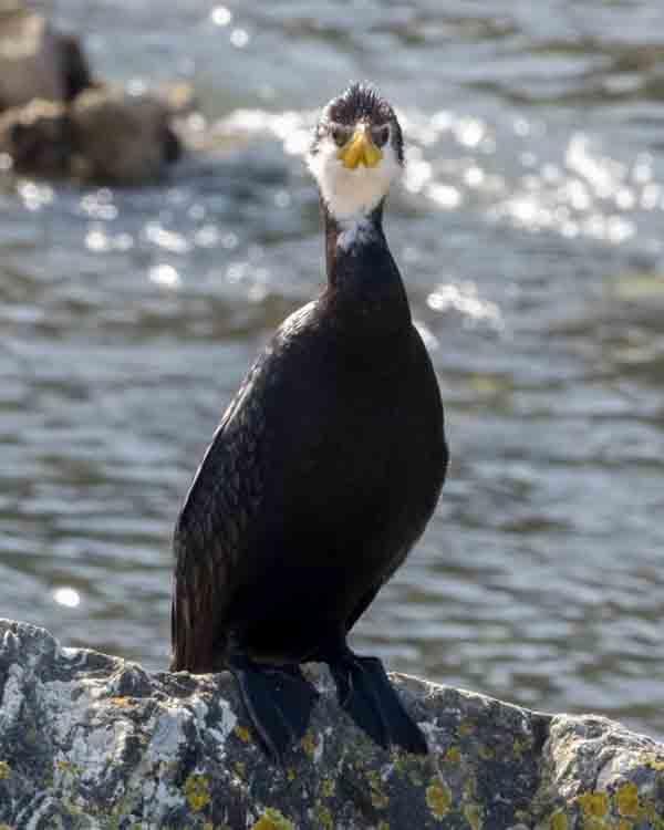 Little Pied Cormorant Photo by Bob Hasenick