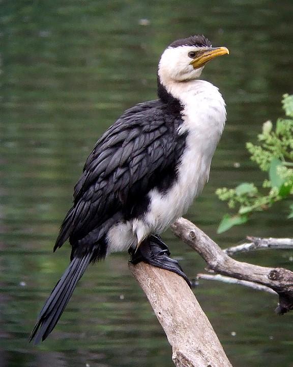 Little Pied Cormorant Photo by Mat Gilfedder