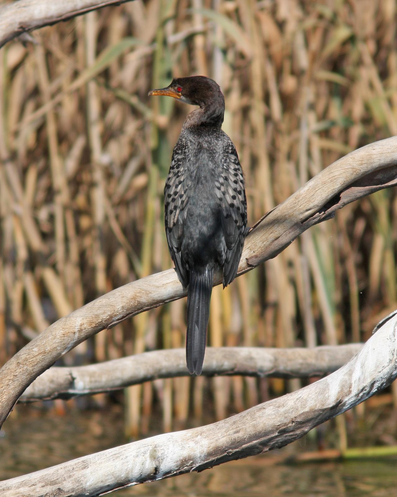 Long-tailed Cormorant Photo by Henk Baptist