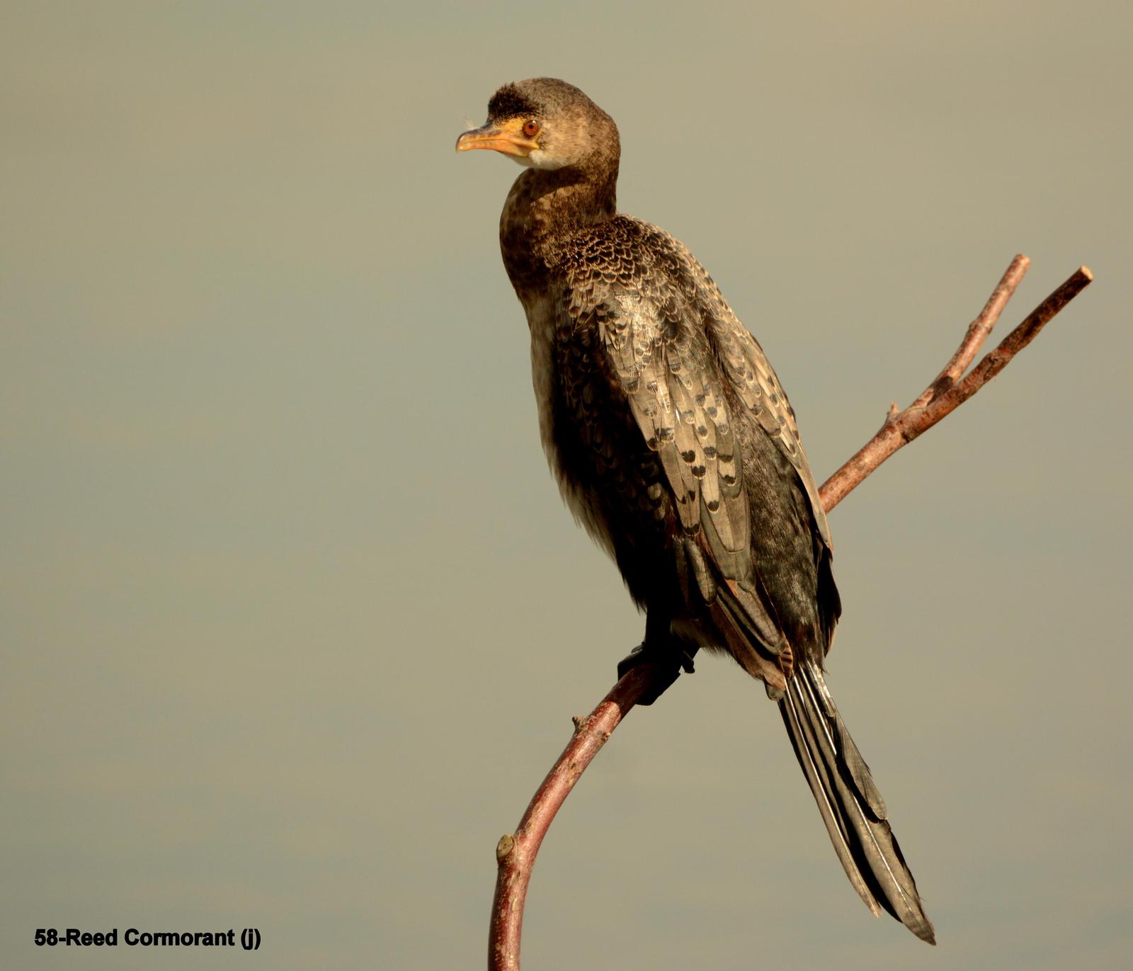 Long-tailed Cormorant Photo by Richard  Lowe