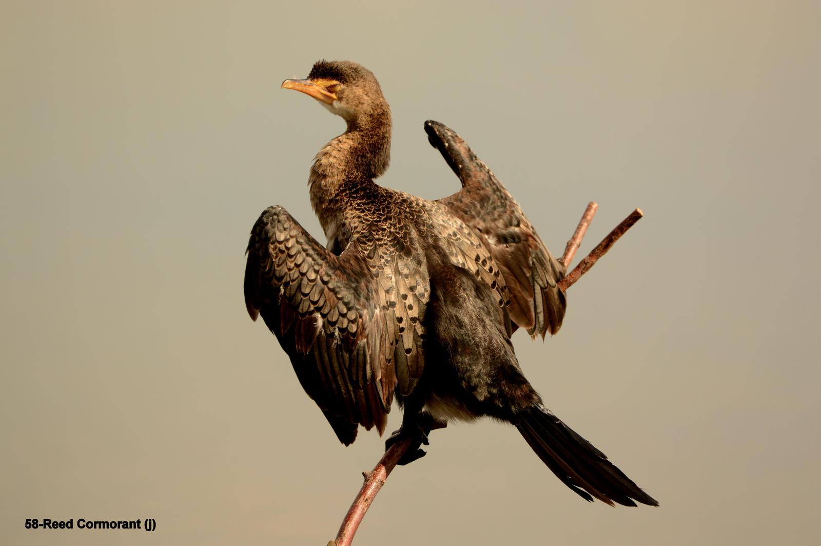Long-tailed Cormorant Photo by Richard  Lowe