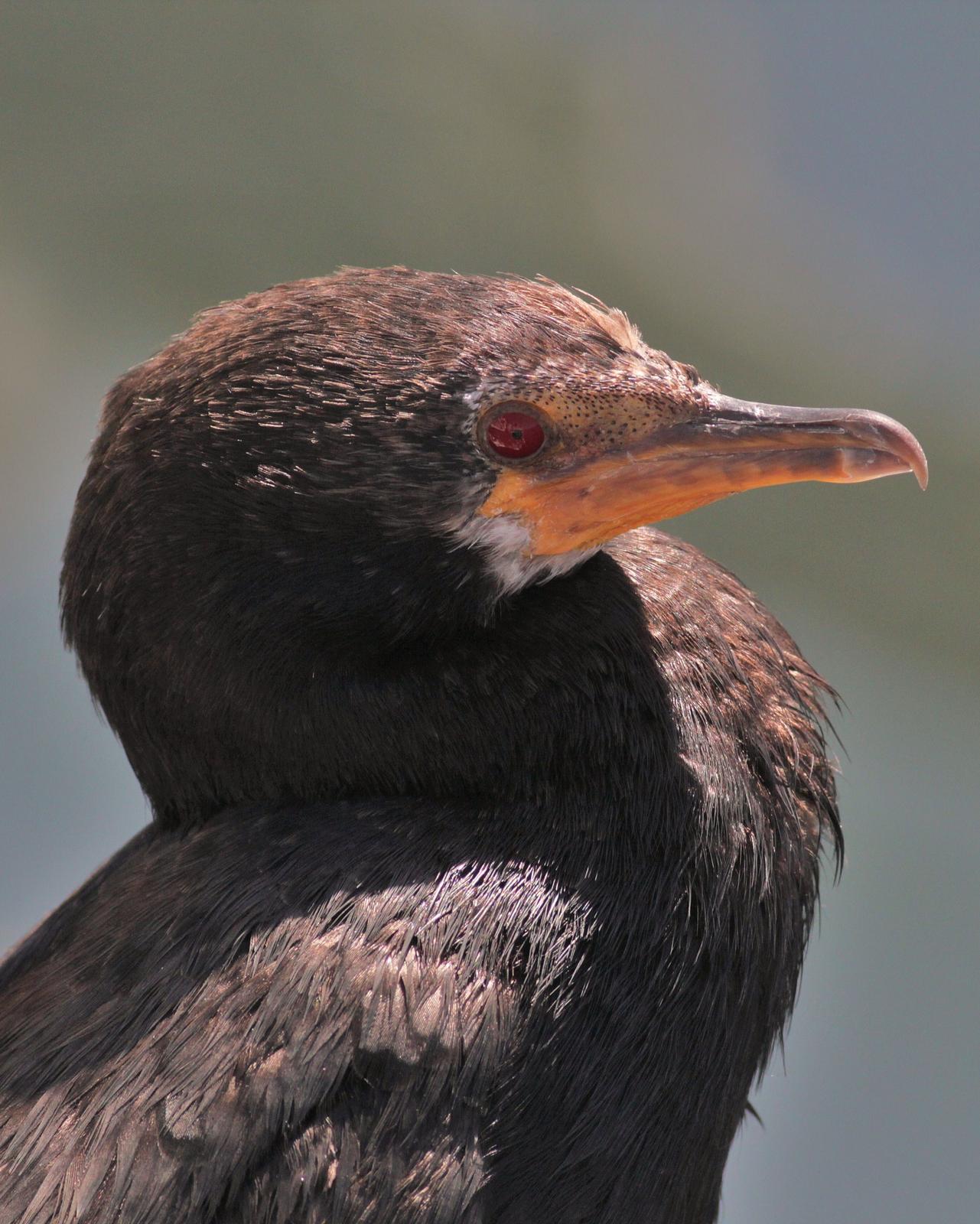 Crowned Cormorant Photo by Alex Lamoreaux
