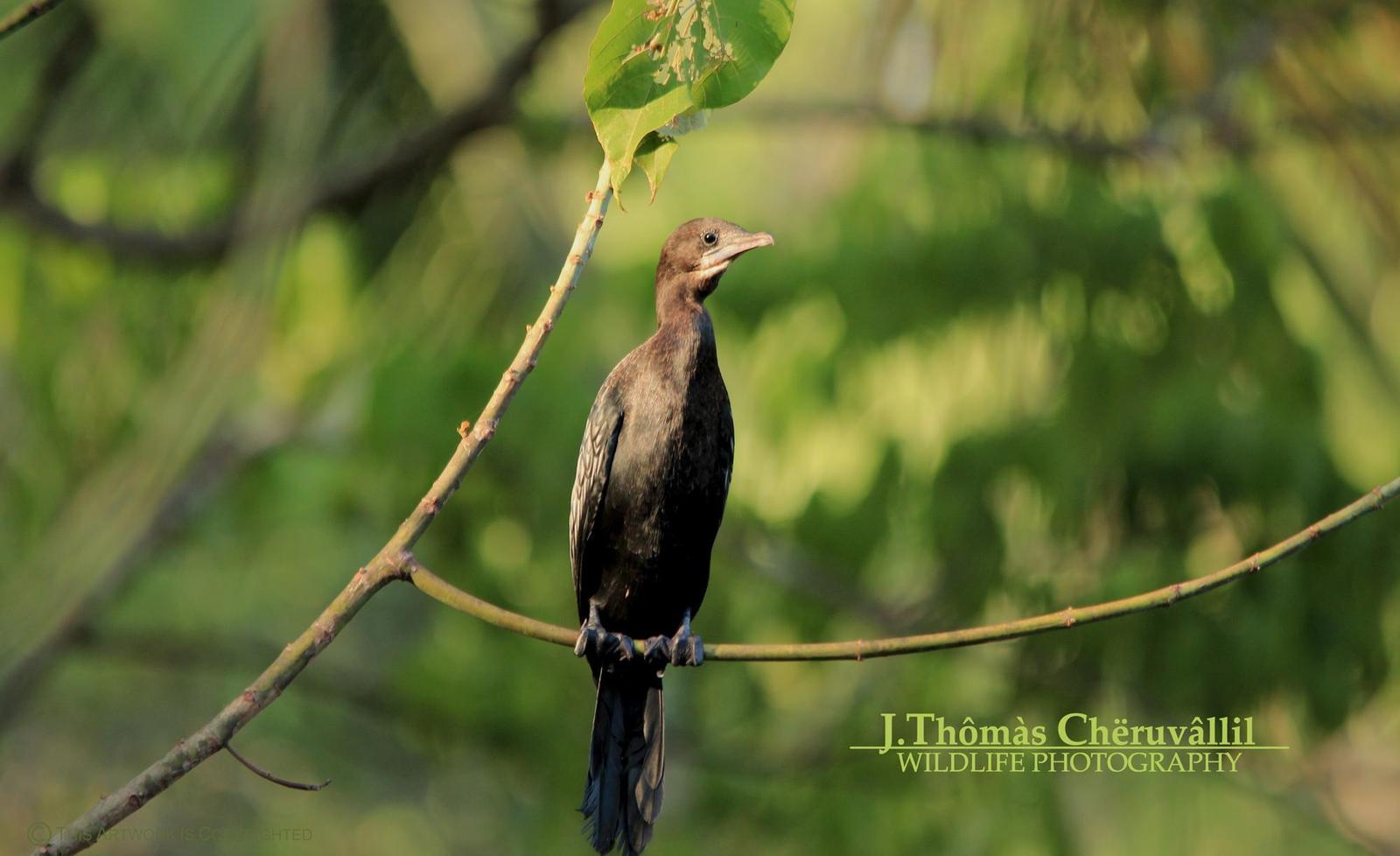Little Cormorant Photo by Jinu Thomas 