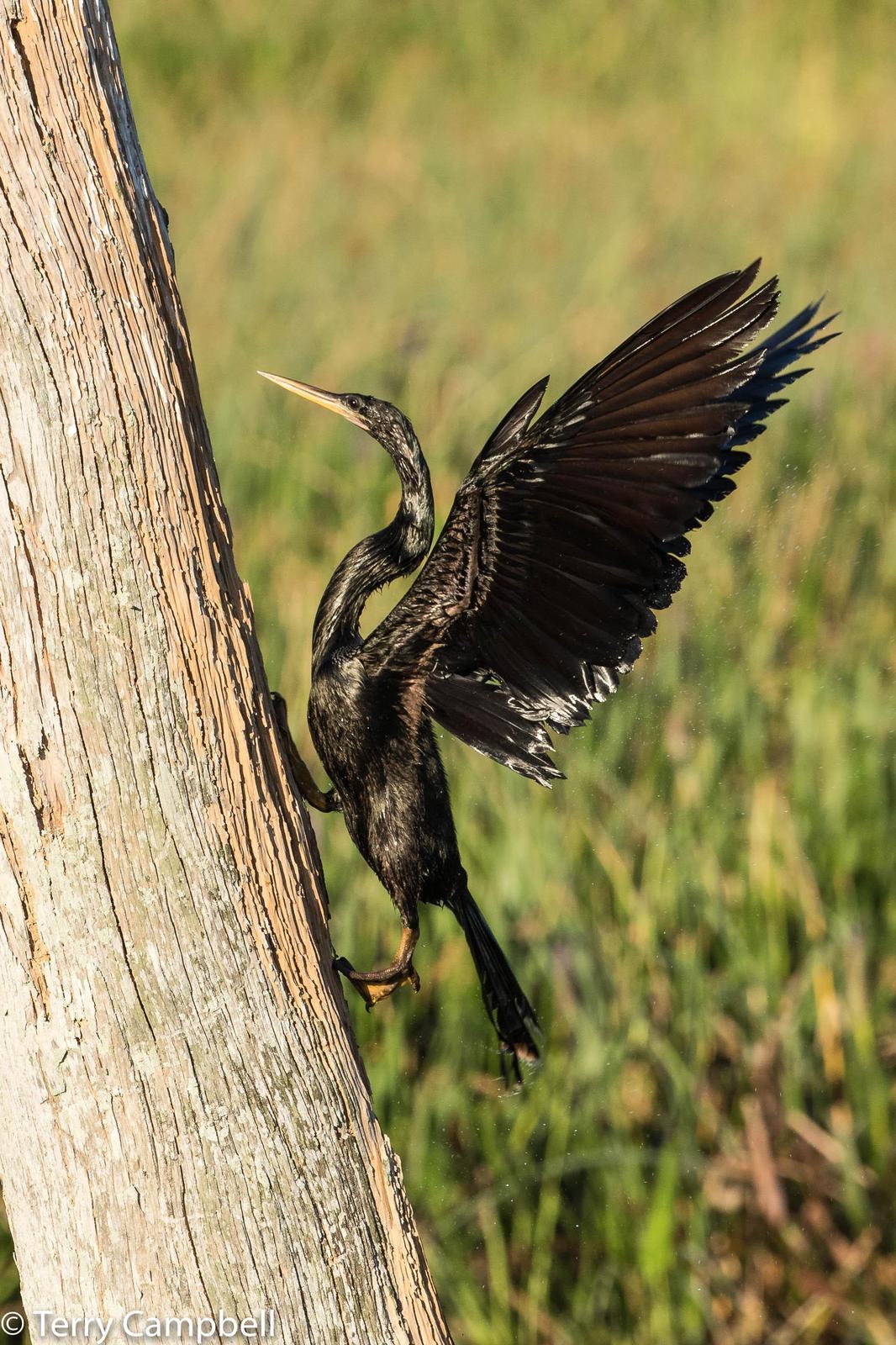 Anhinga Photo by Terry Campbell