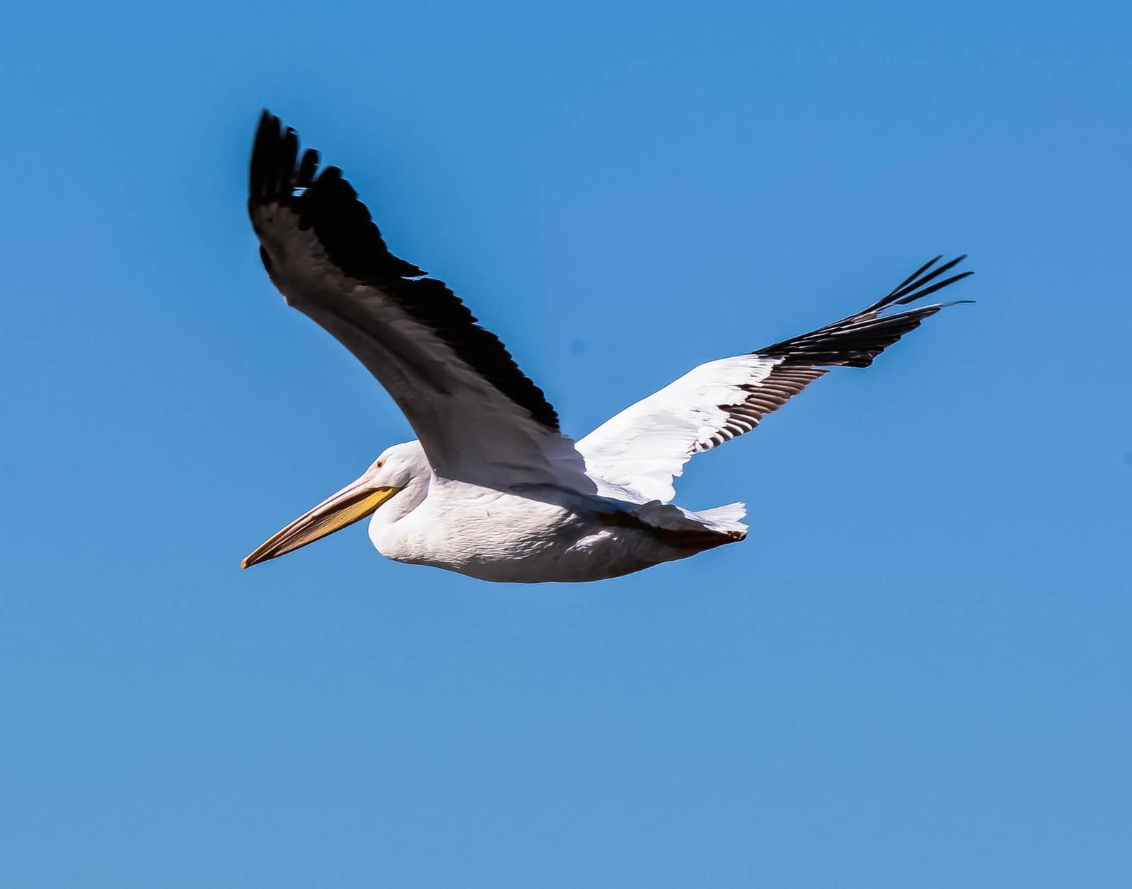 Great White Pelican Photo by Wally Wenzel
