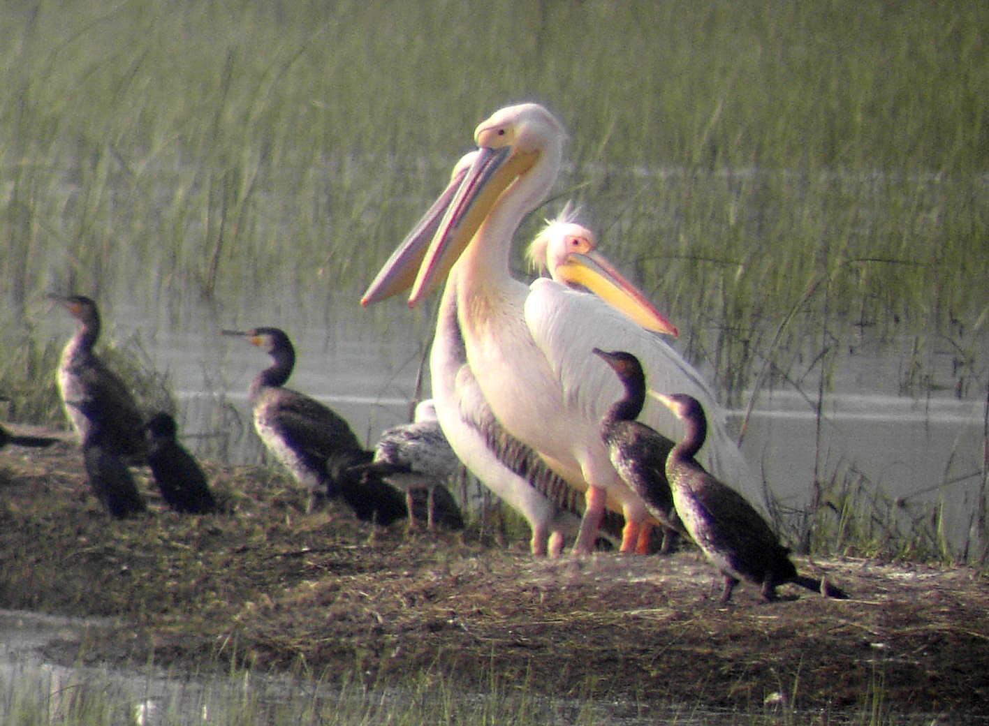 Great White Pelican Photo by Steven Mlodinow
