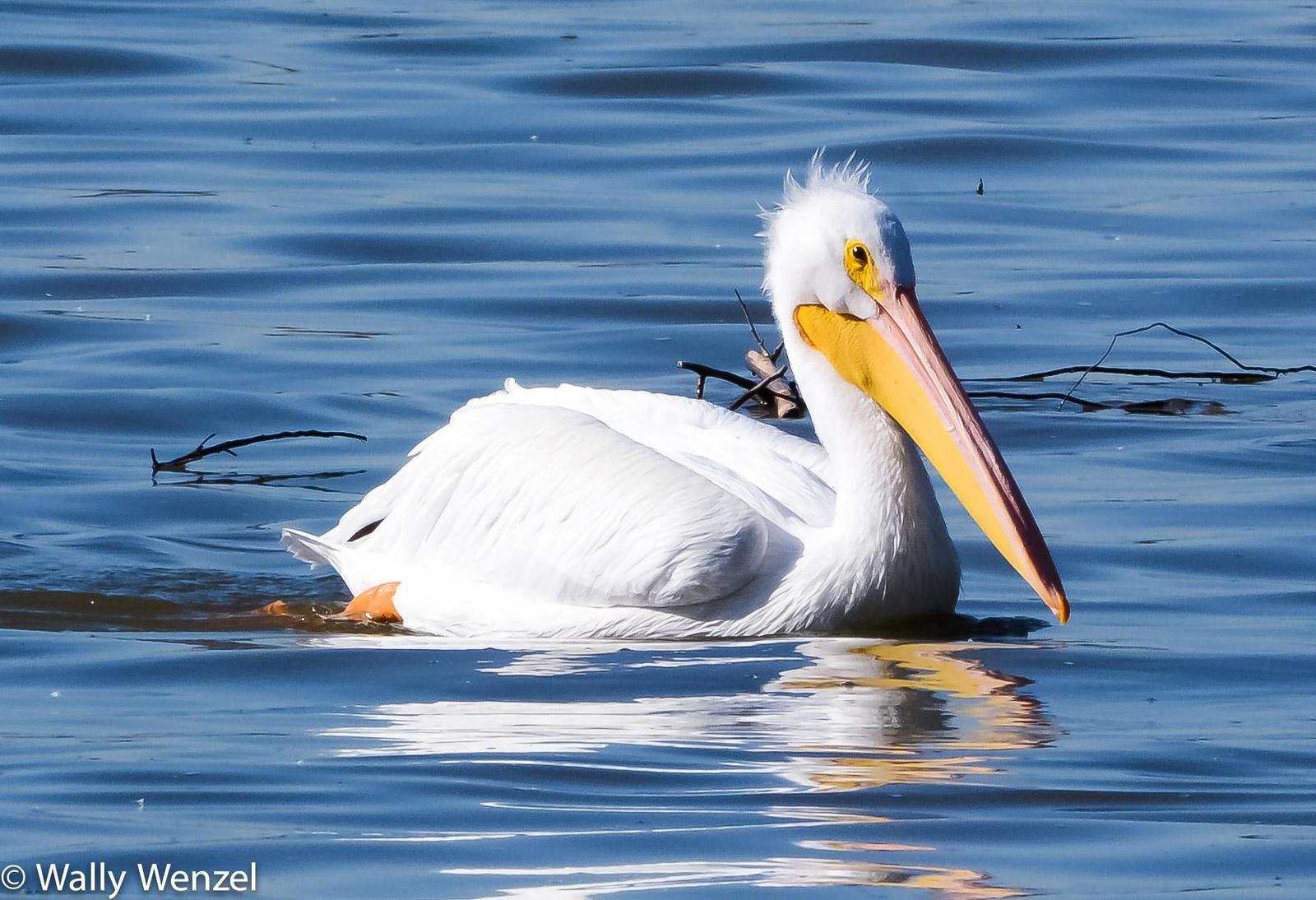 Great White Pelican Photo by Wally Wenzel