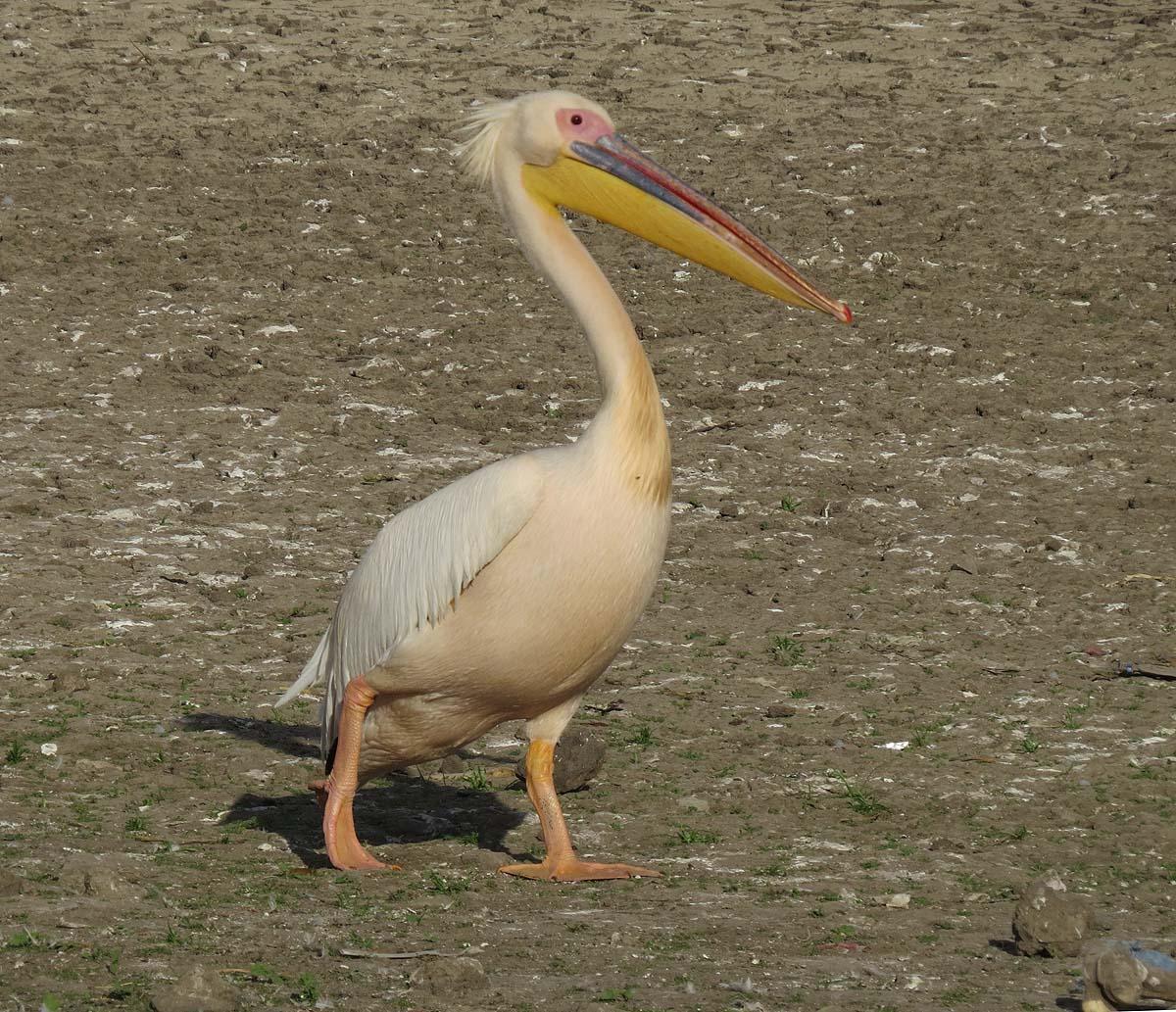 Great White Pelican Photo by Peter Boesman