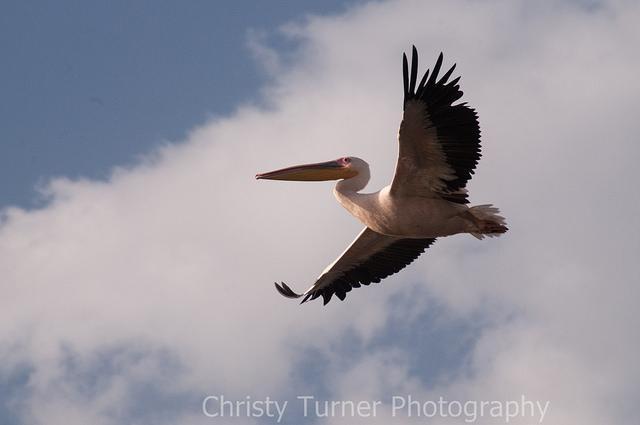 Great White Pelican Photo by Christy Turner