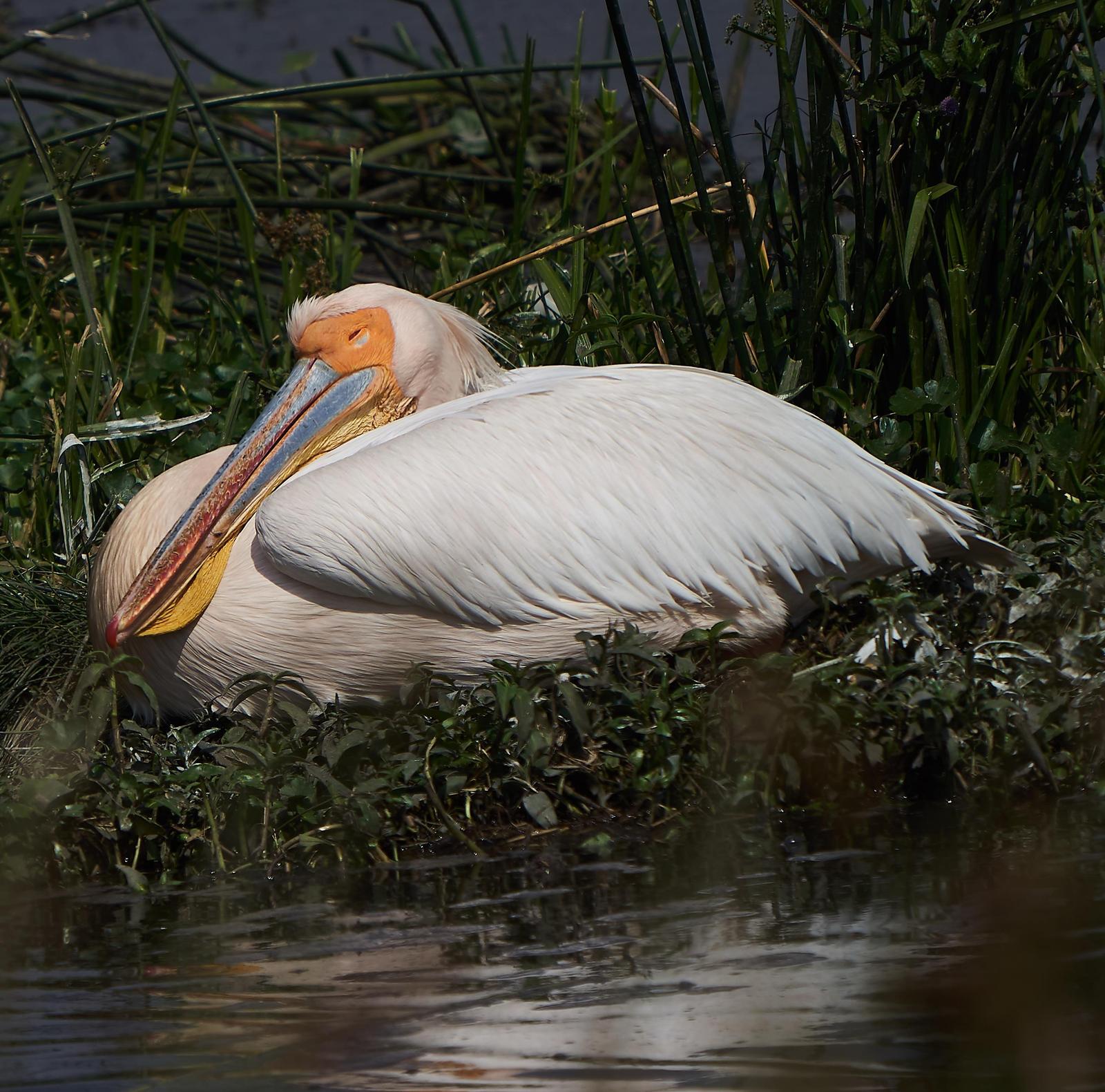 Great White Pelican Photo by Steven Cheong