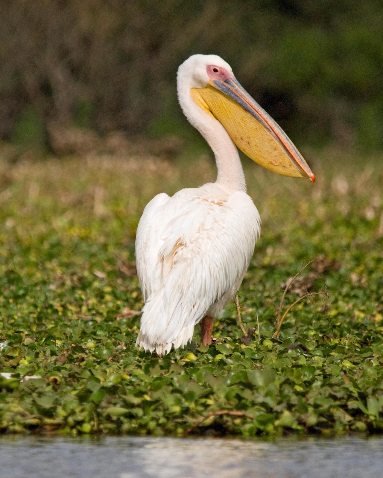 Great White Pelican Photo by Carol Foil