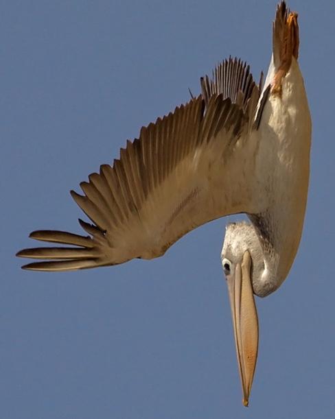Pink-backed Pelican Photo by Stephen Daly