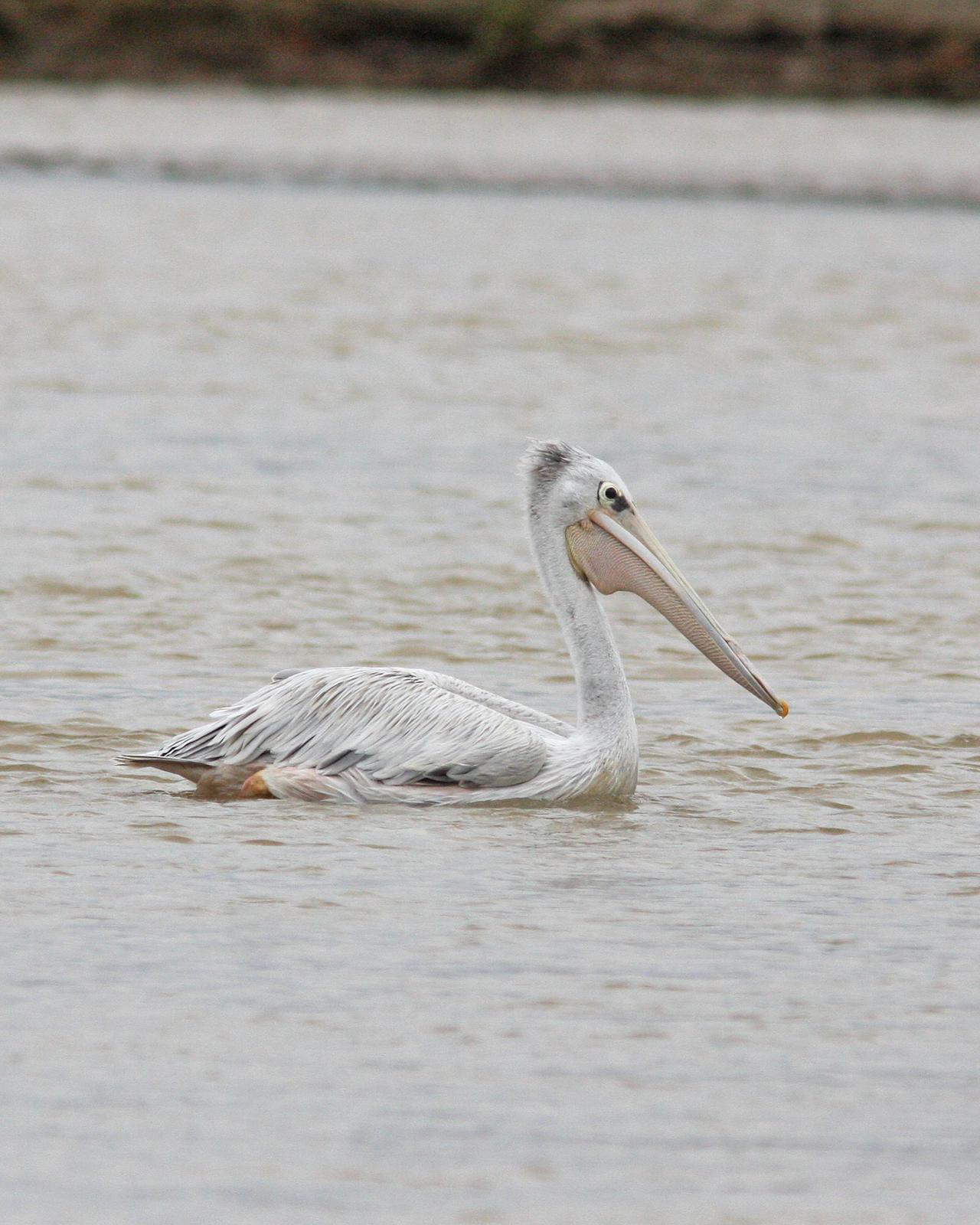Pink-backed Pelican Photo by Henk Baptist