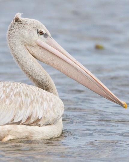 Pink-backed Pelican Photo by Mike Barth