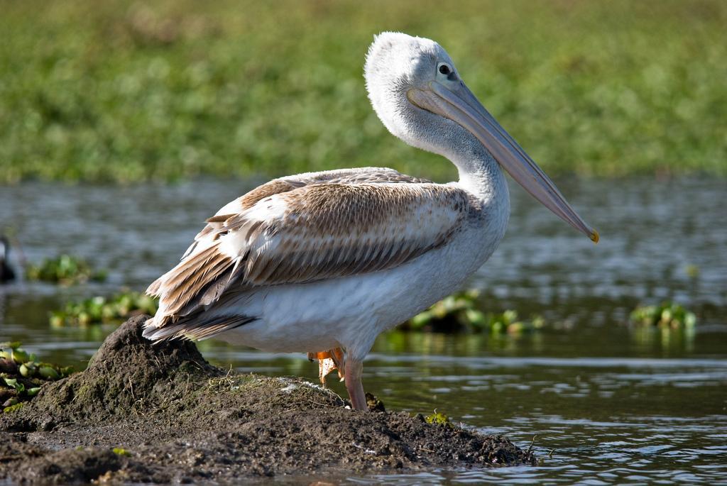 Pink-backed Pelican Photo by Carol Foil