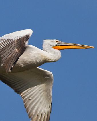 Dalmatian Pelican Photo by Stephen Daly