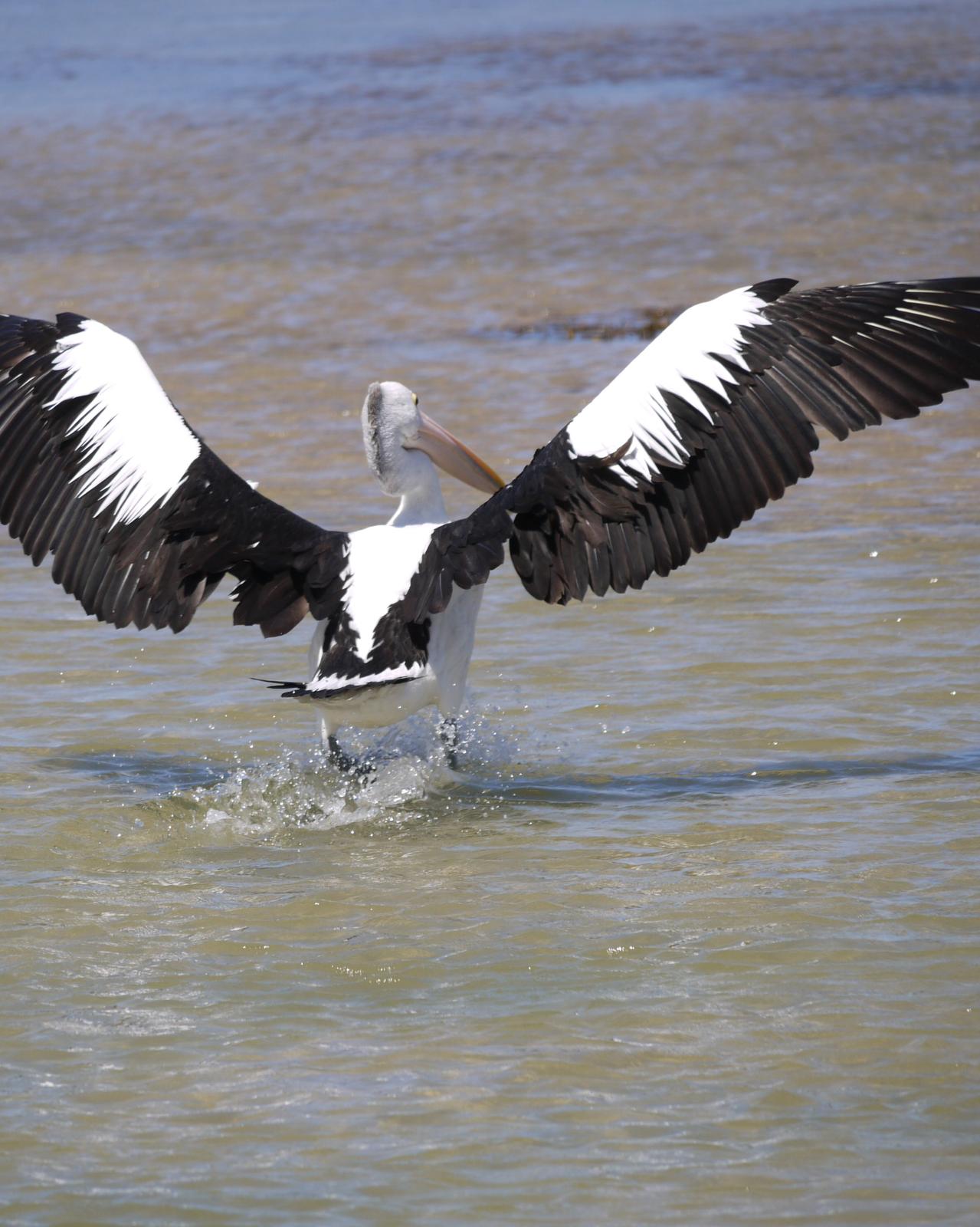Australian Pelican Photo by Peter Lowe