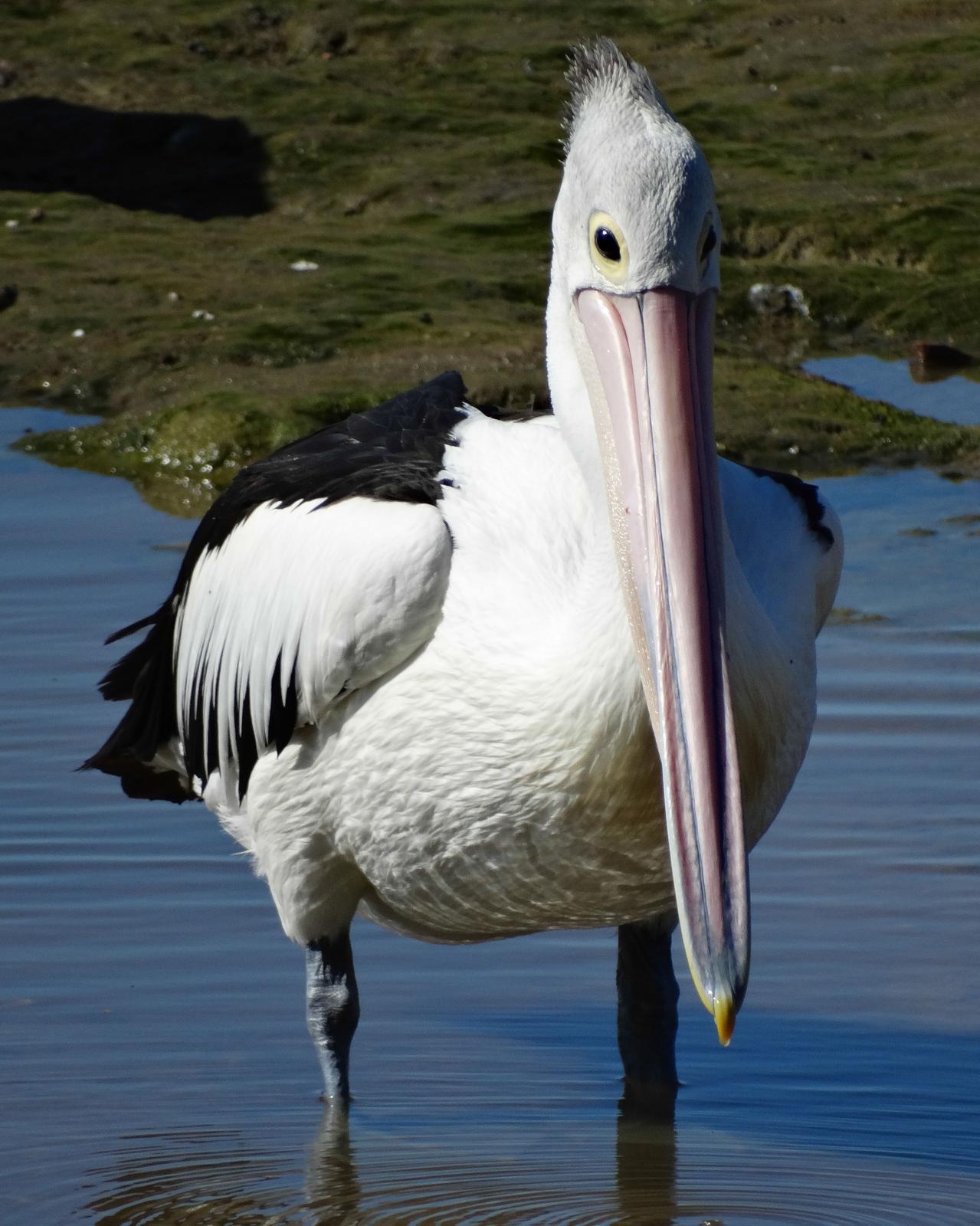 Australian Pelican Photo by Steve Percival