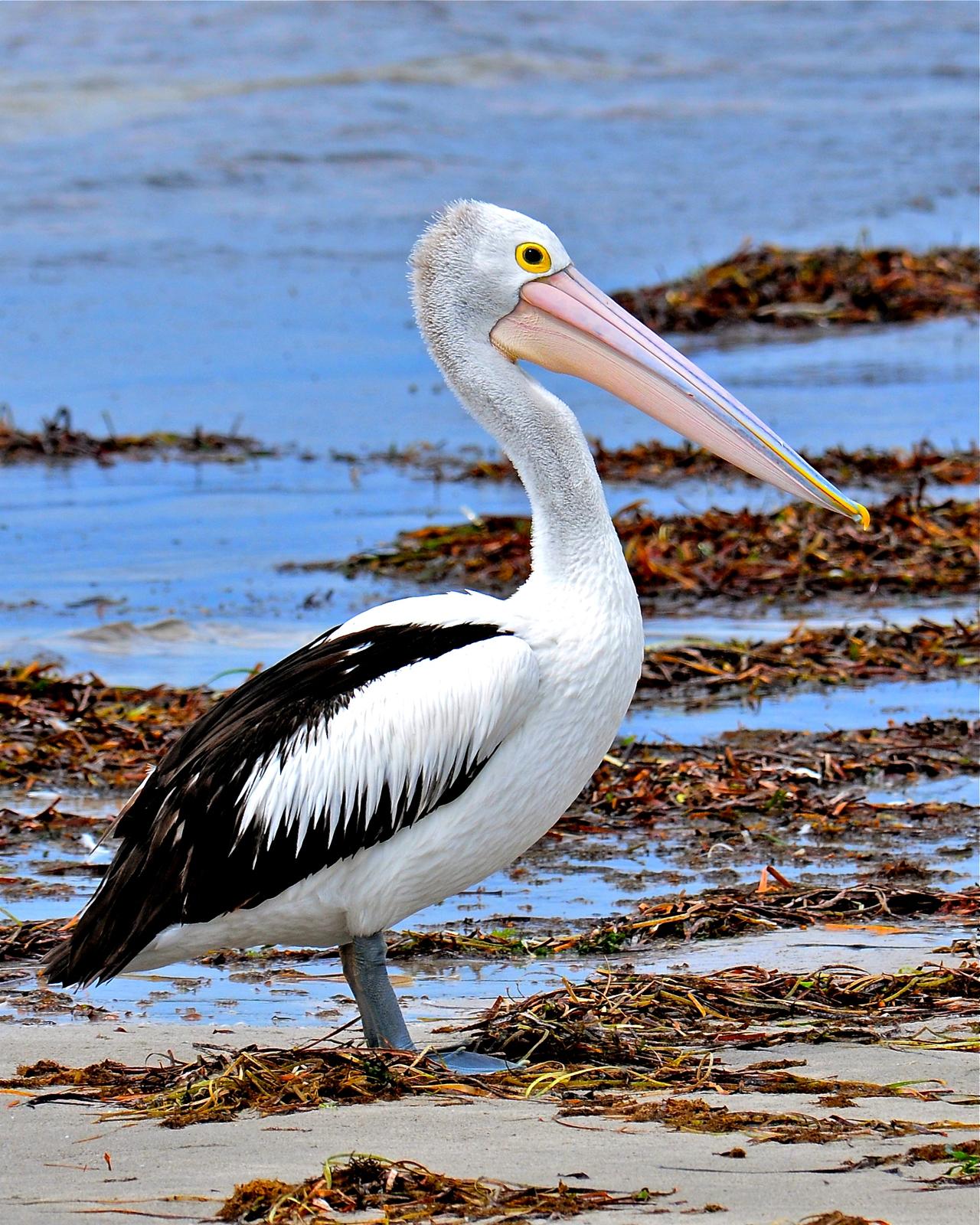 Australian Pelican Photo by Gerald Friesen