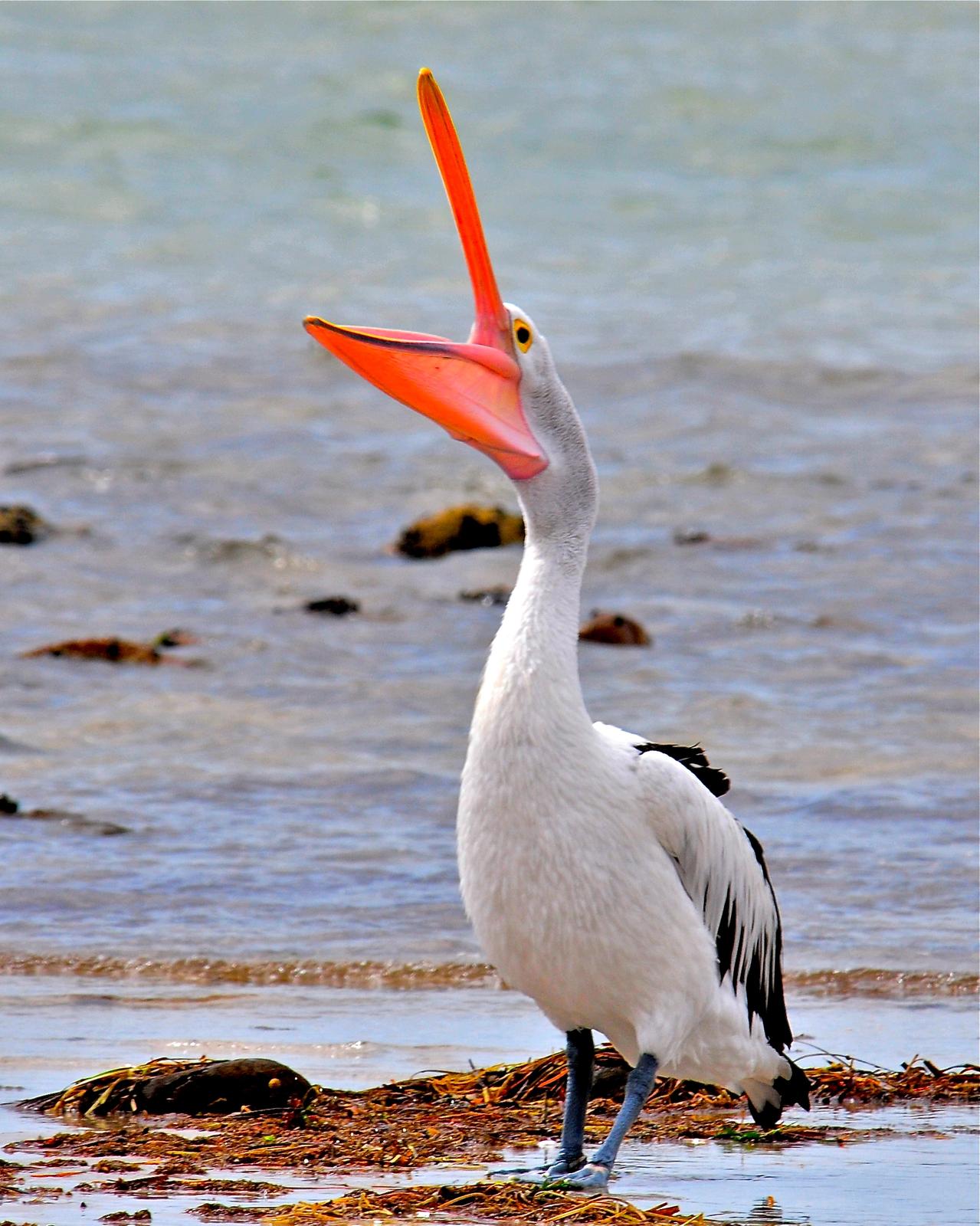 Australian Pelican Photo by Gerald Friesen