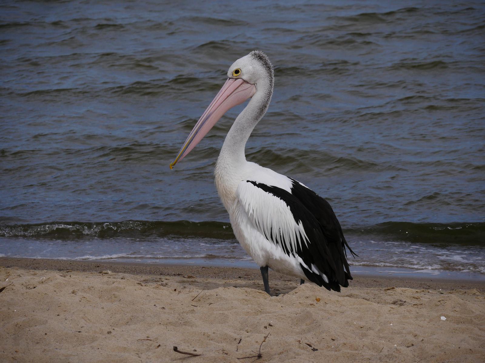 Australian Pelican Photo by Peter Lowe
