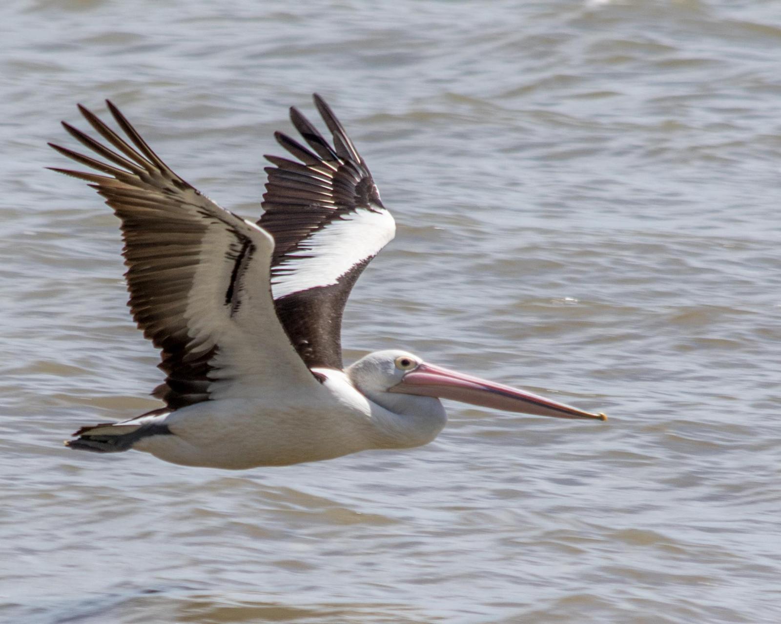 Australian Pelican Photo by Mark Baldwin