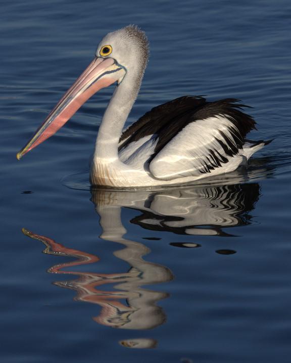 Australian Pelican Photo by Mat Gilfedder