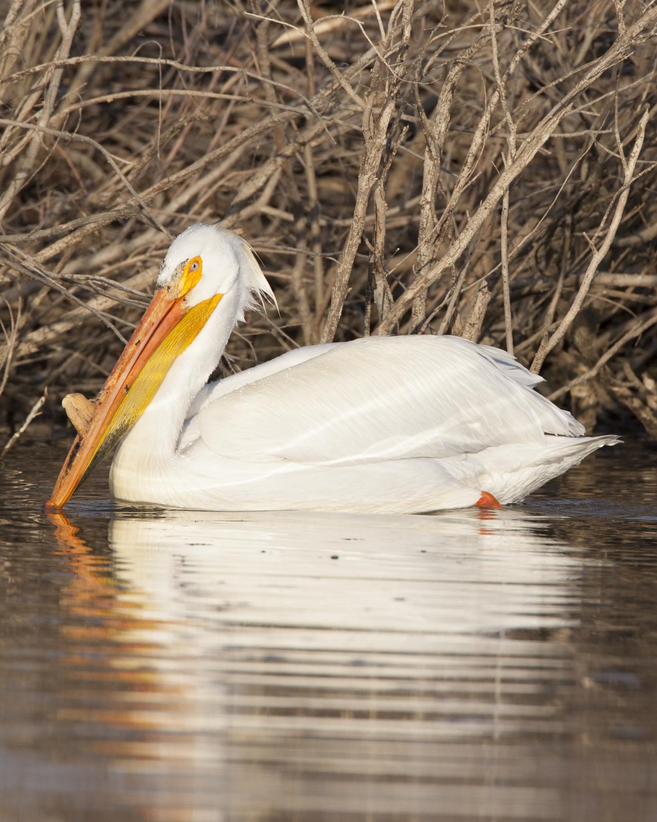 American White Pelican Photo by Jeff Moore