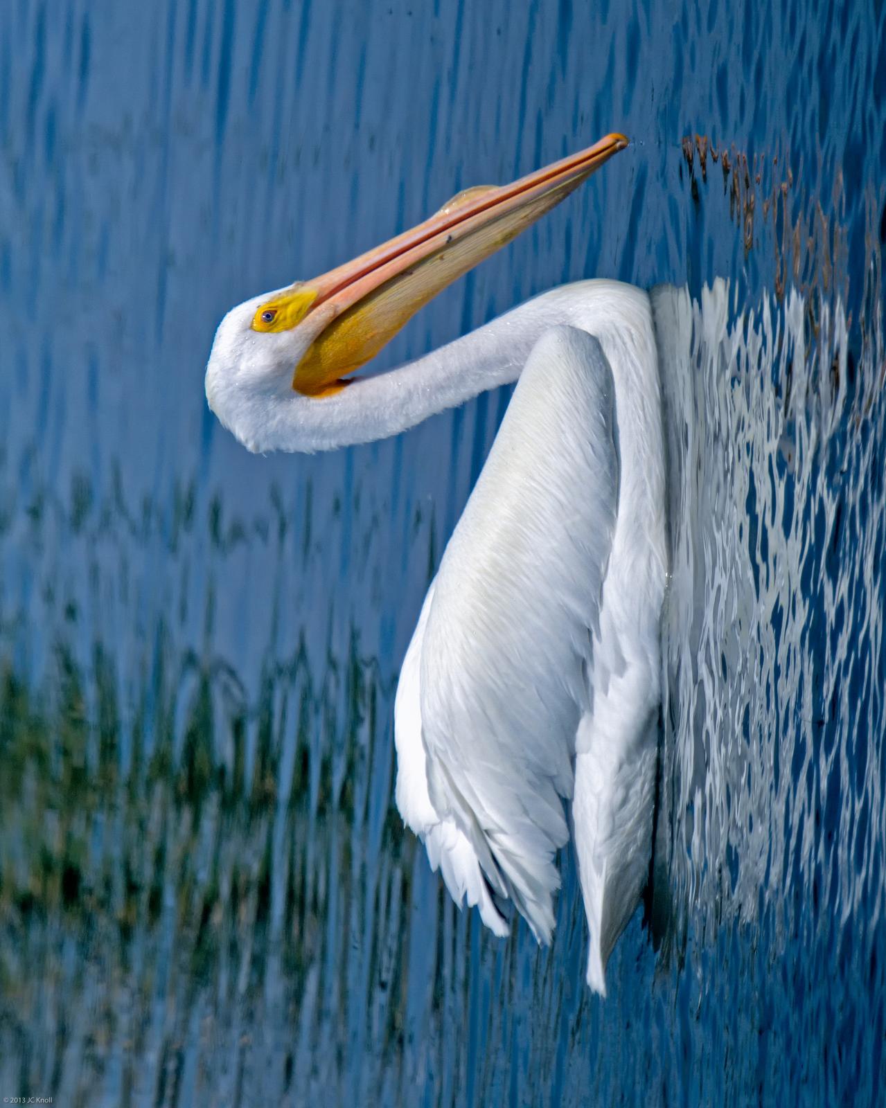 American White Pelican Photo by JC Knoll