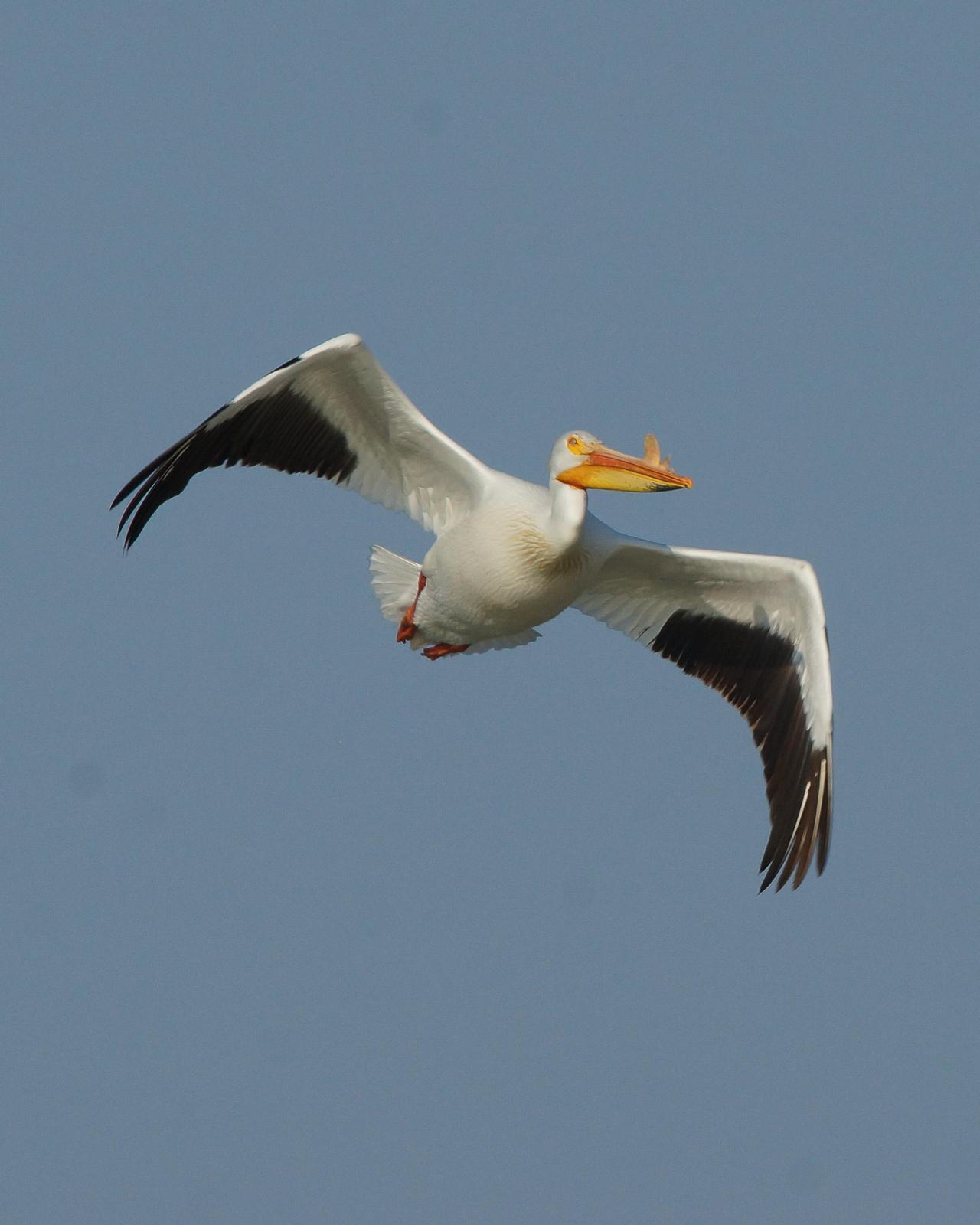 American White Pelican Photo by Steve Percival