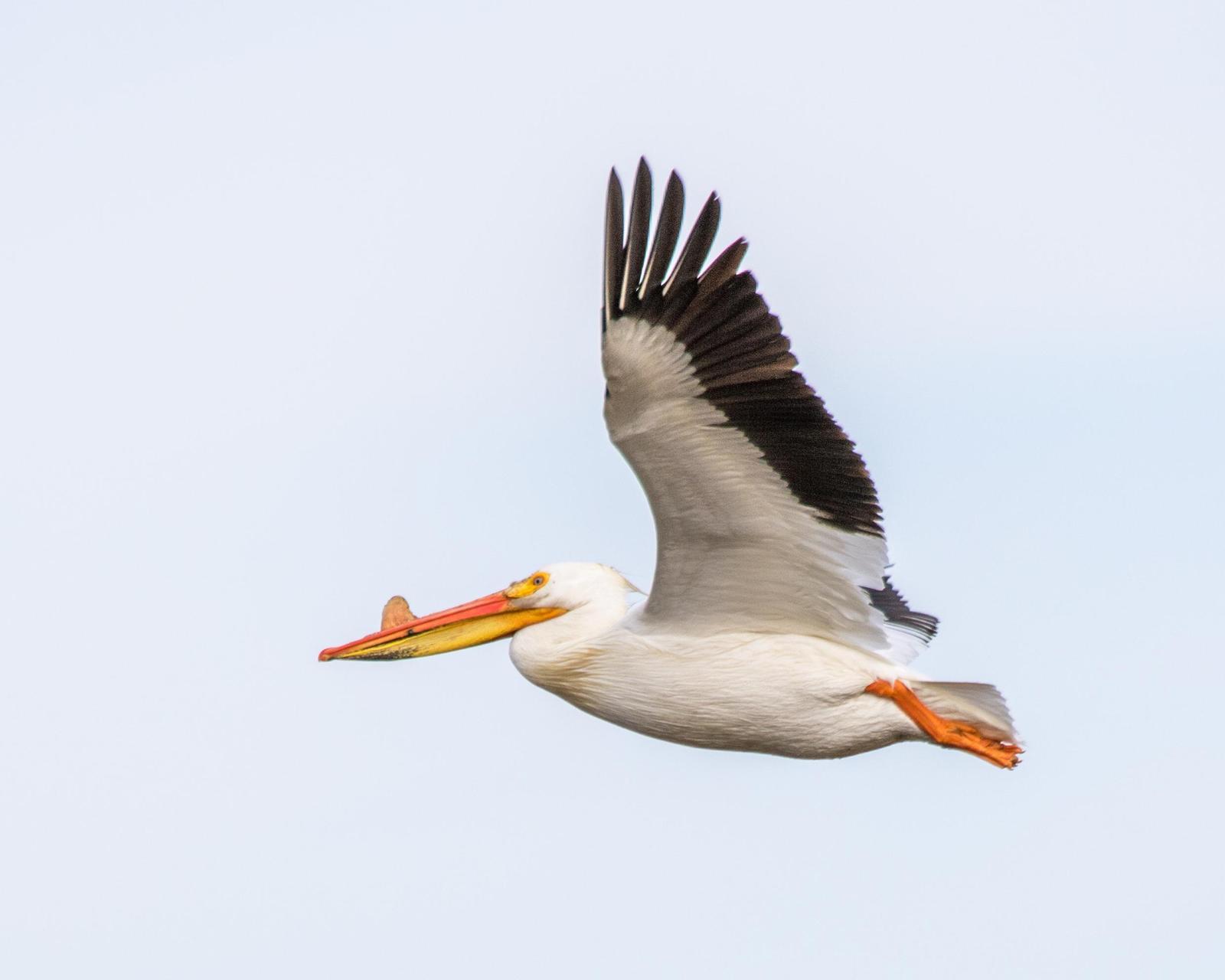 American White Pelican Photo by Mark Baldwin