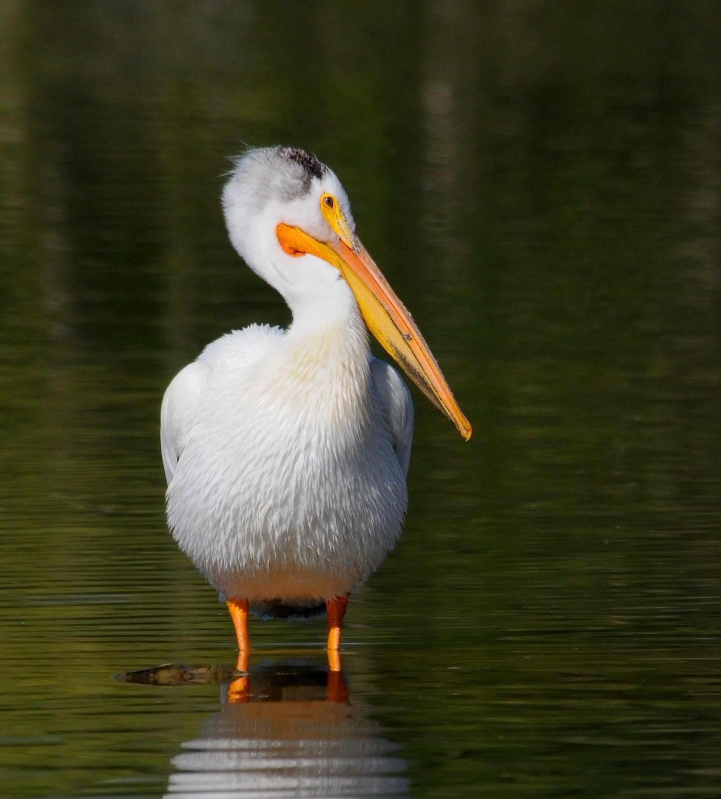American White Pelican Photo by Steven Mlodinow