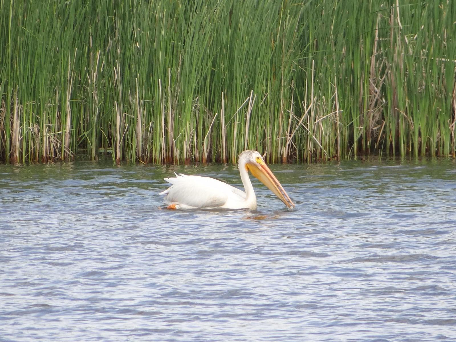 American White Pelican Photo by Jeff Hardy