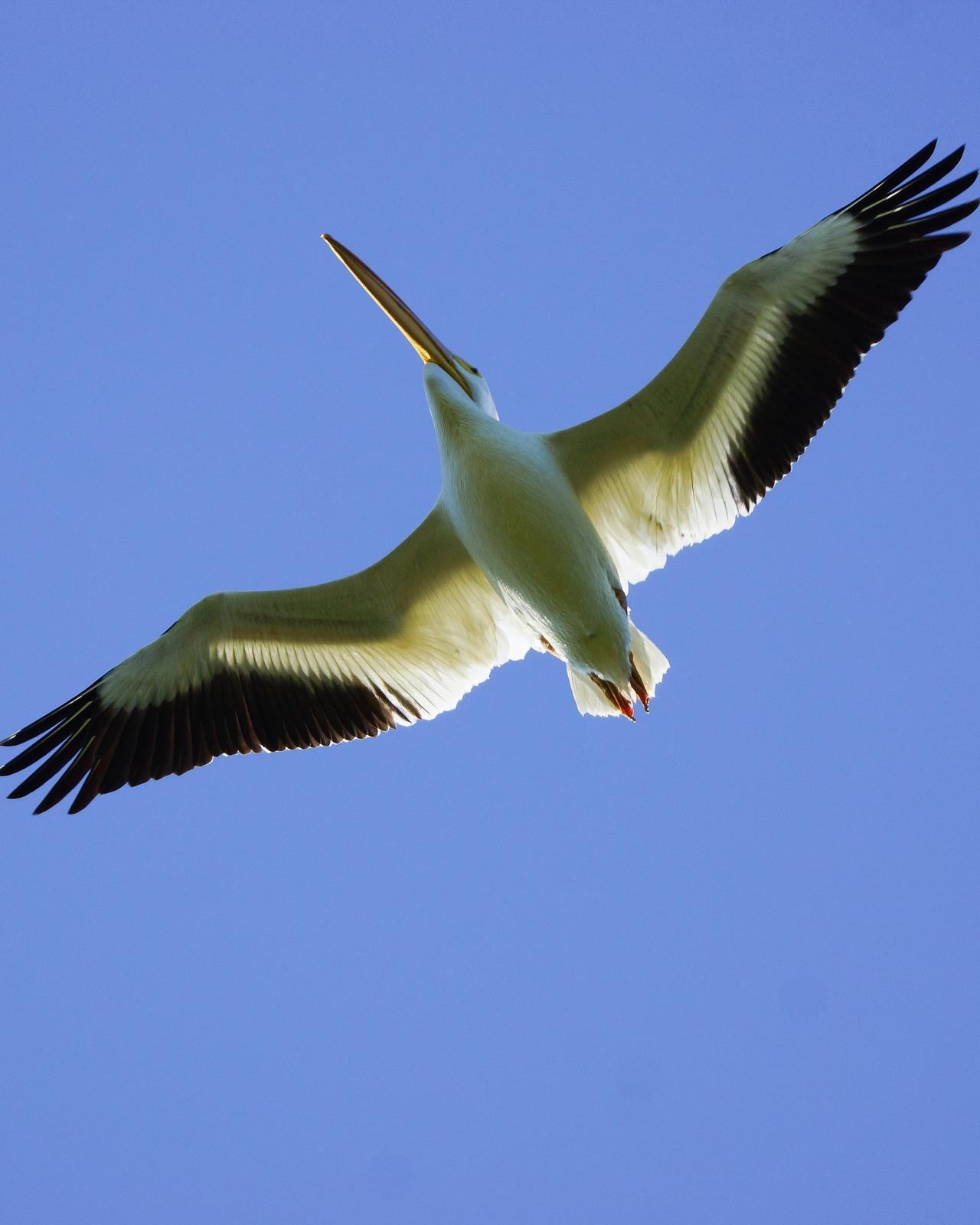 American White Pelican Photo by Steve Percival