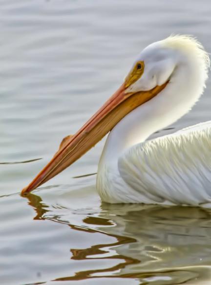 American White Pelican Photo by Dan Tallman