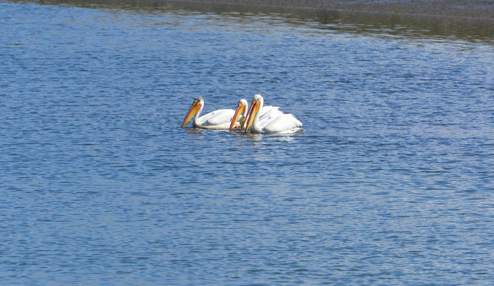 American White Pelican Photo by Logan Southall