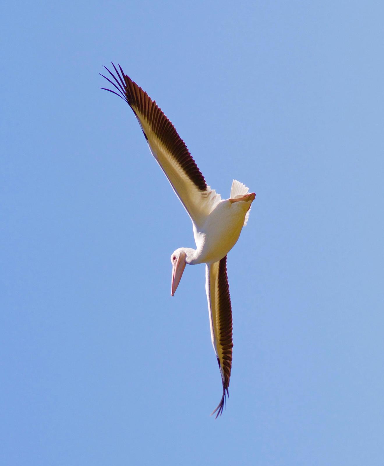 American White Pelican Photo by Kathryn Keith