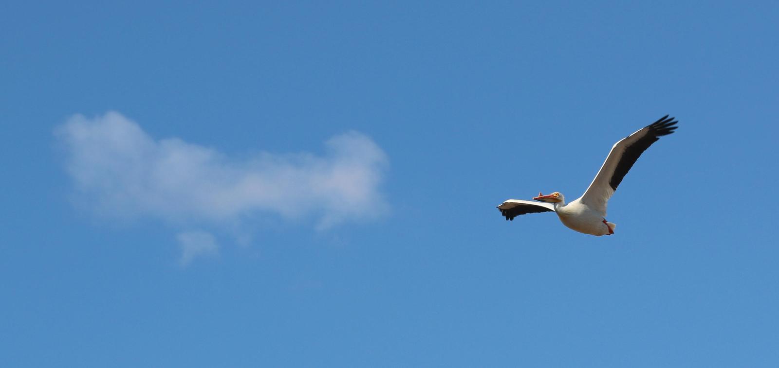 American White Pelican Photo by Peter Bergeson