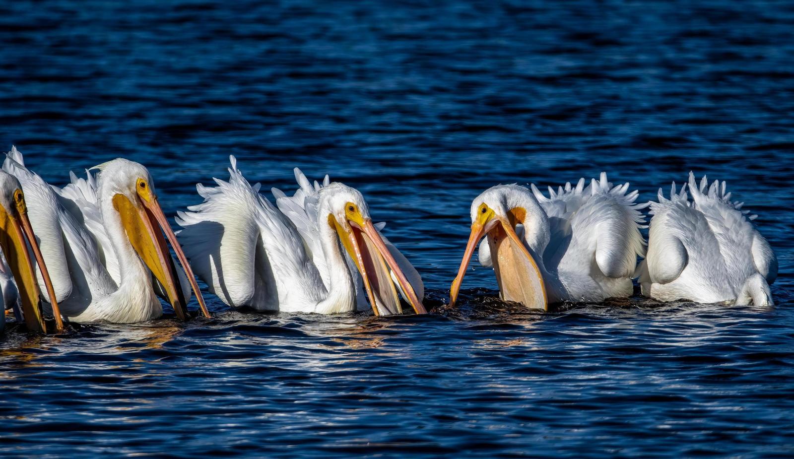 American White Pelican Photo by Robert Reppert