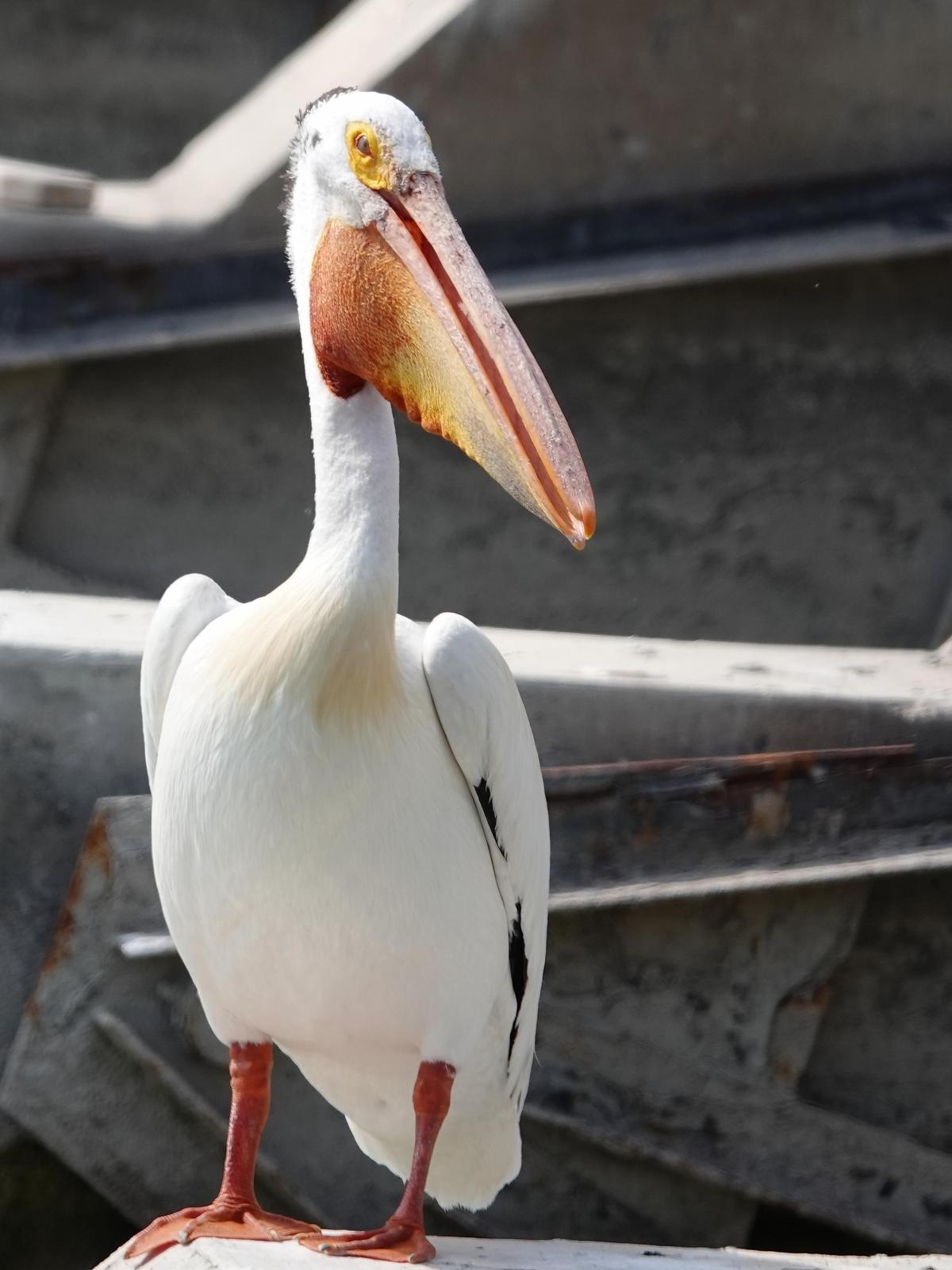 American White Pelican Photo by Kent Jensen