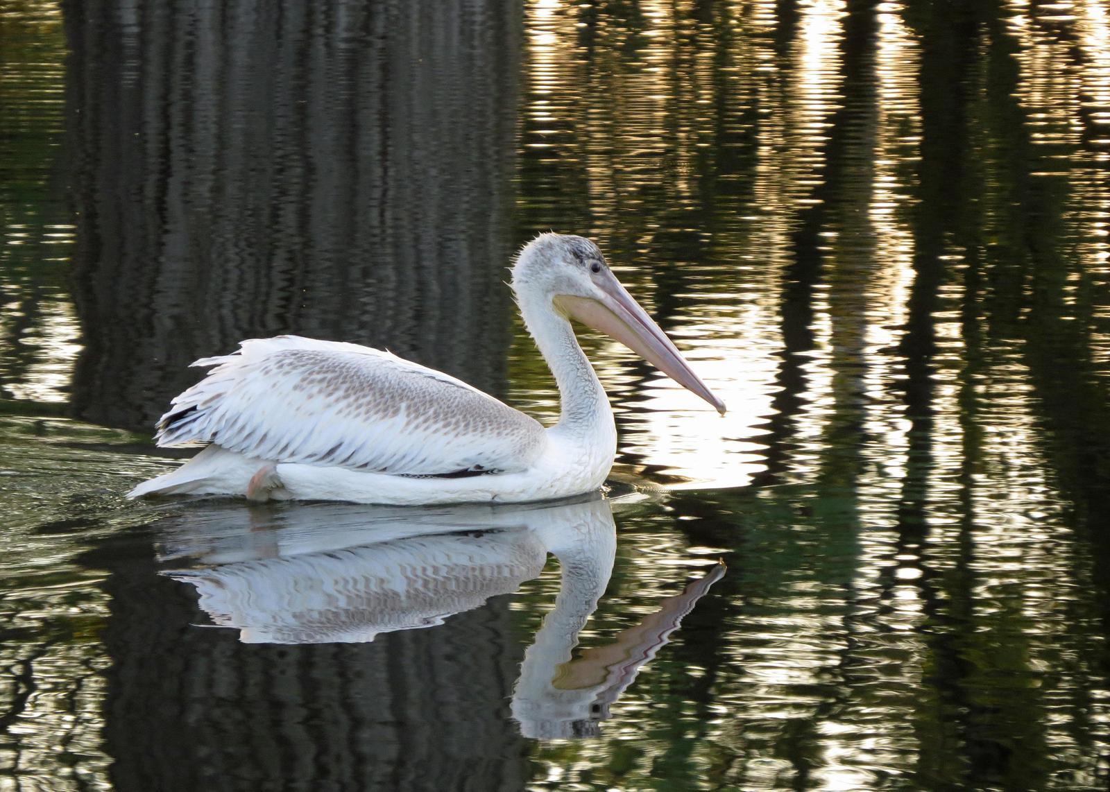 American White Pelican Photo by Kelly Preheim
