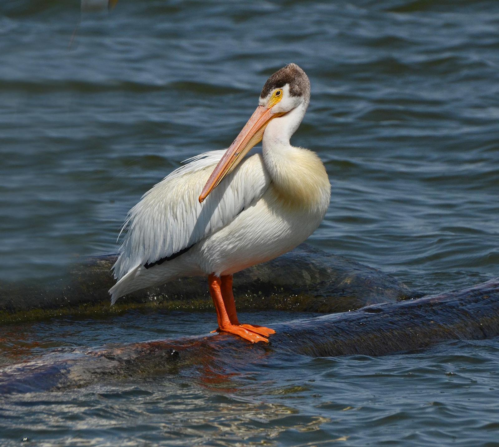 American White Pelican Photo by Steven Mlodinow
