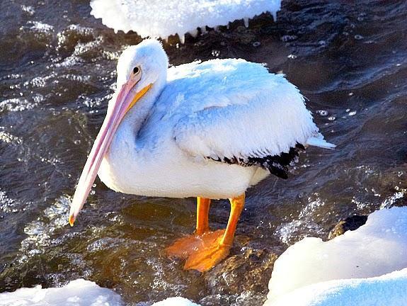 American White Pelican Photo by Dan Tallman