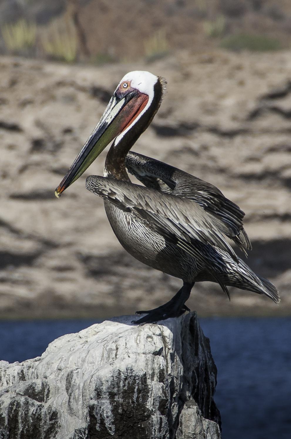 Brown Pelican Photo by Mason Rose