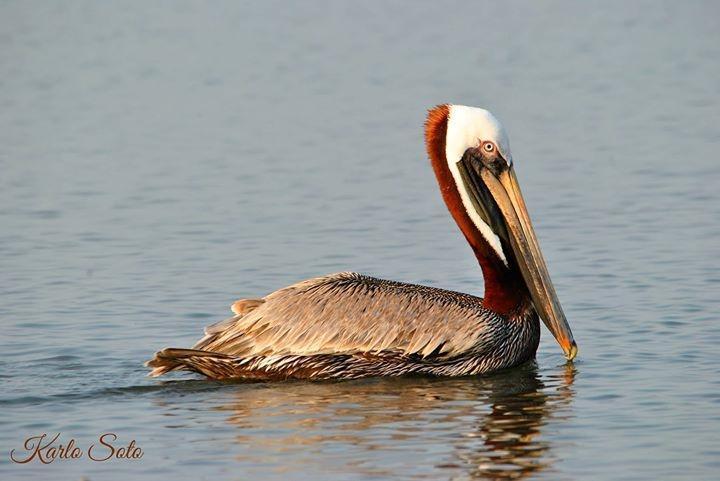 Brown Pelican Photo by Karlo Antonio Soto Huerta