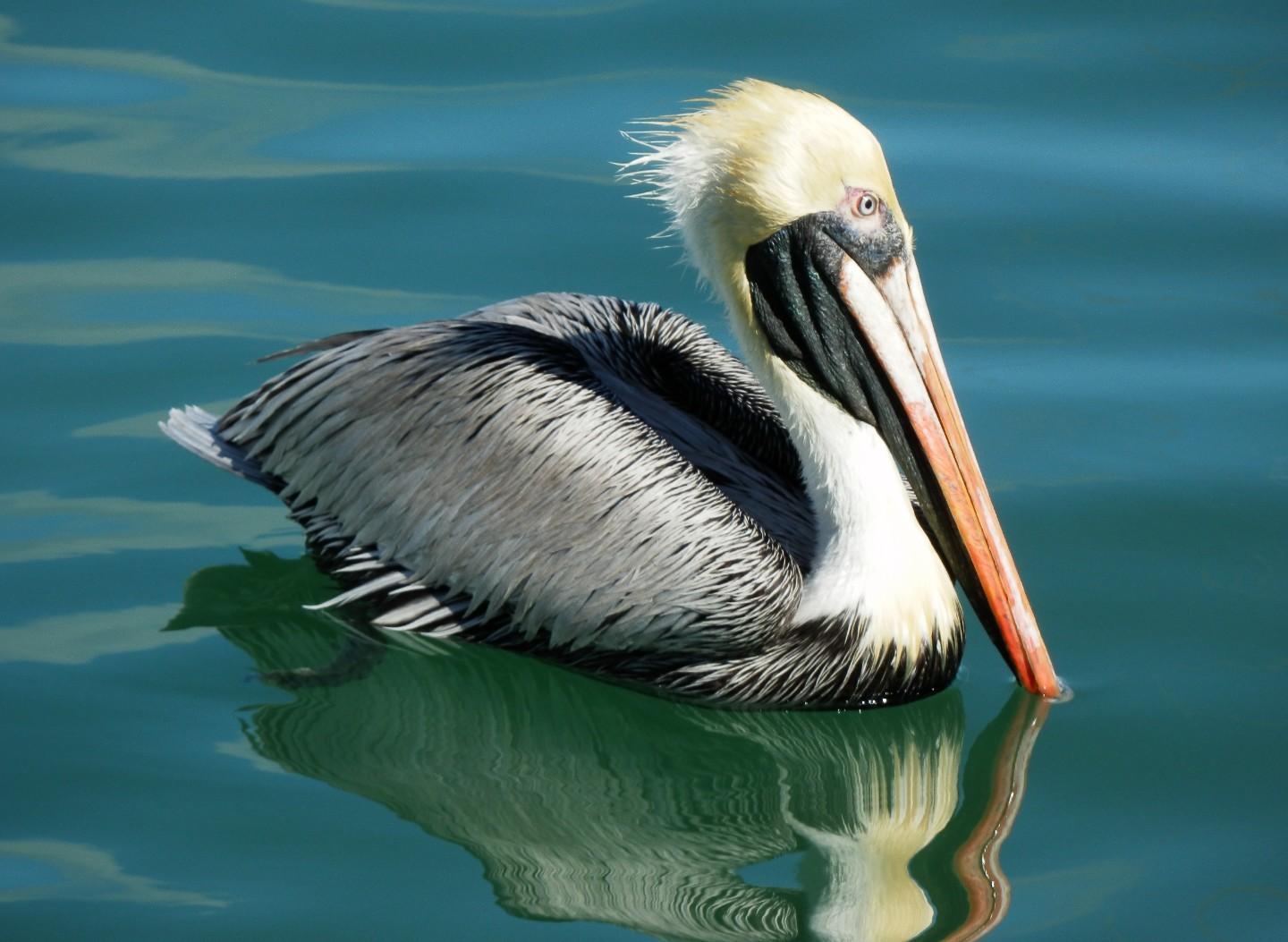 Brown Pelican Photo by Marilyn O'Connell