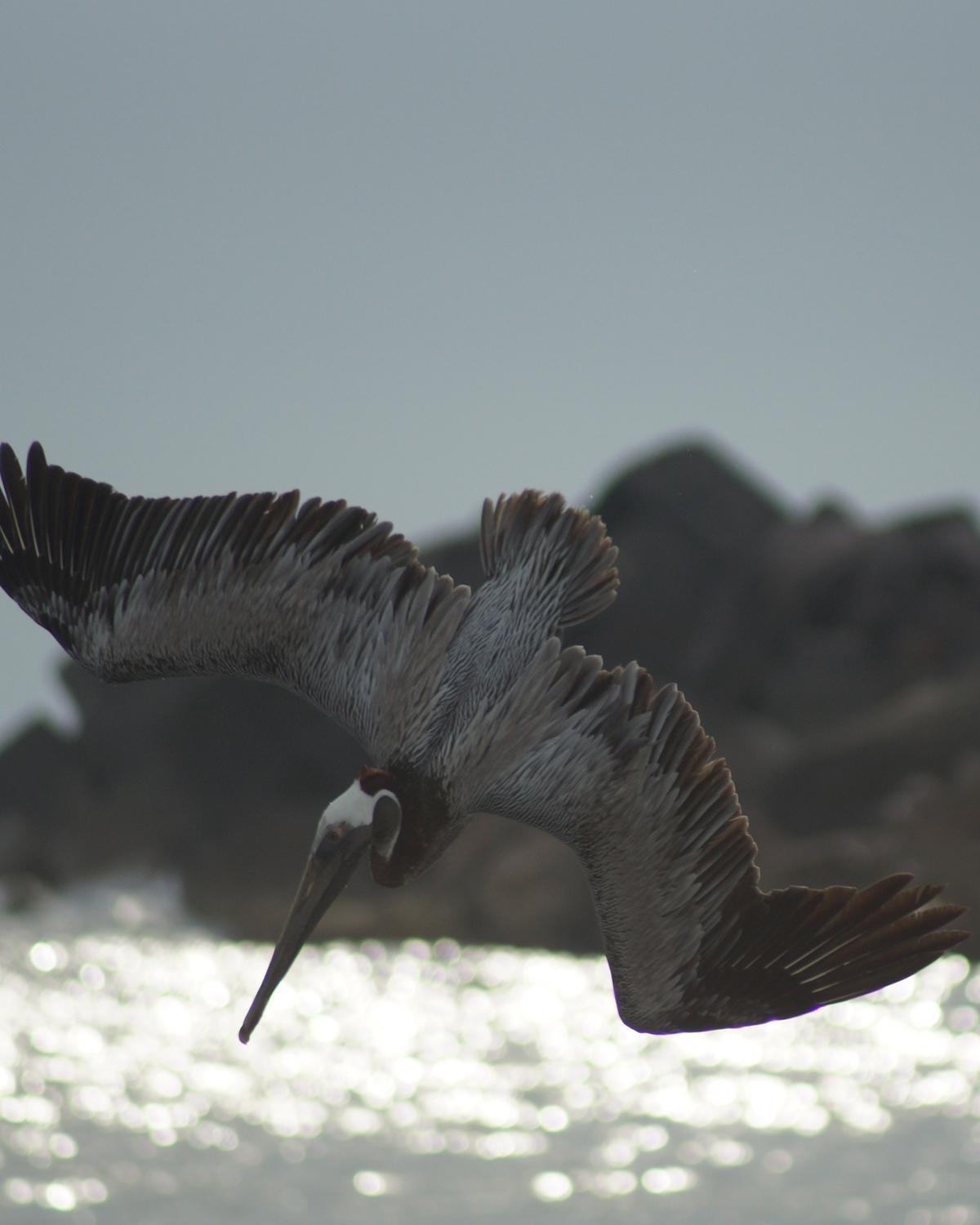Brown Pelican Photo by Robin Oxley