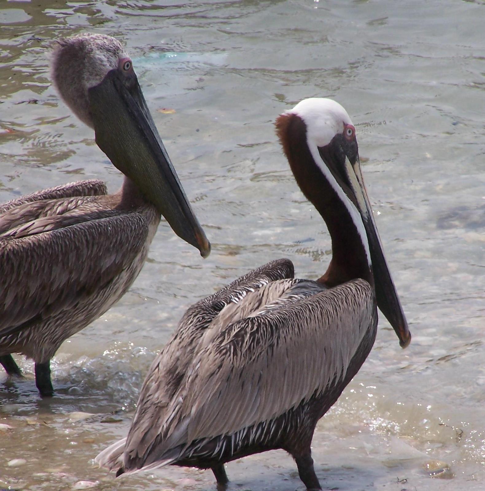 Brown Pelican Photo by Mike Ballentine