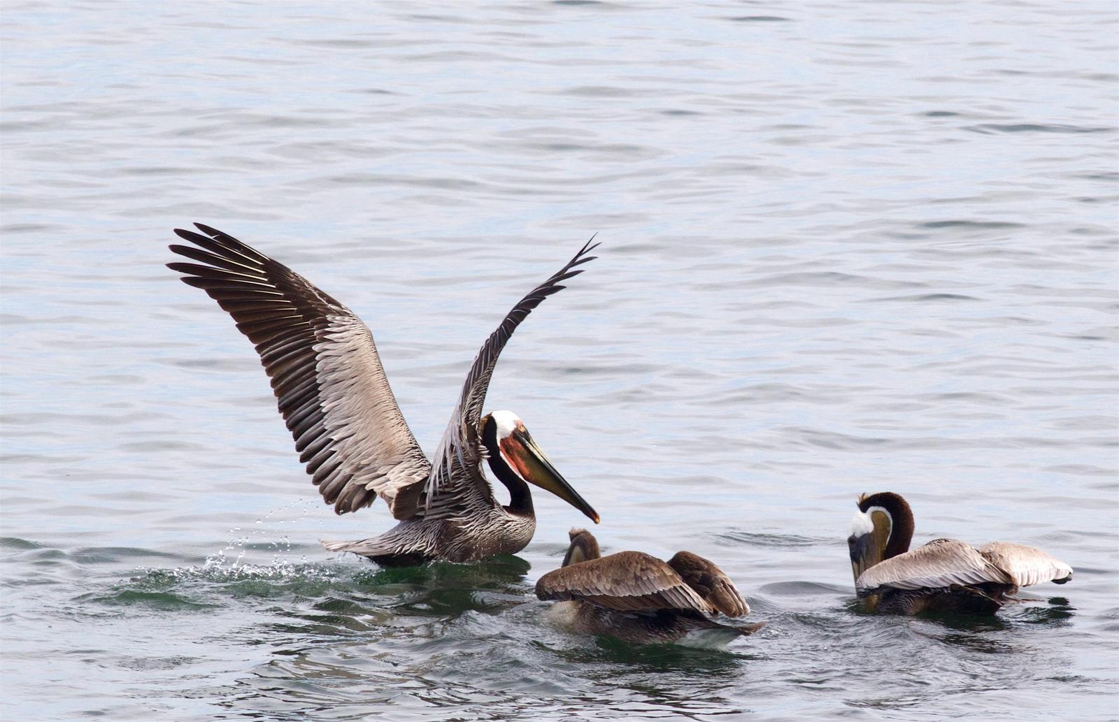 Brown Pelican Photo by Kathryn Keith